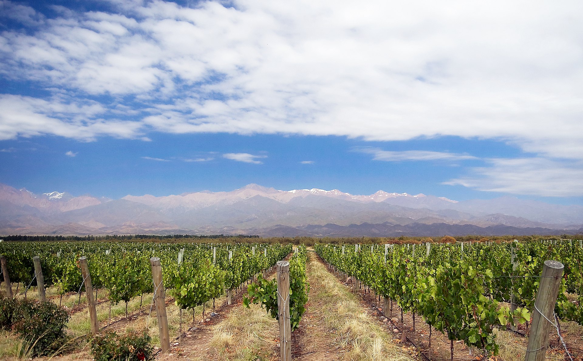 A Mendoza vineyard under the Andes